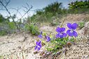 BUITEN BEELD Foto: 213530