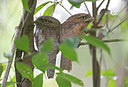 BUITEN BEELD Foto: 213588