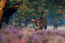 BUITEN BEELD Foto: 213606