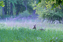 BUITEN BEELD Foto: 213649