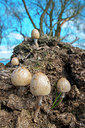 BUITEN BEELD Foto: 213650