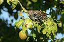 BUITEN BEELD Foto: 213805