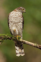 BUITEN BEELD Foto: 213883