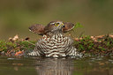 BUITEN BEELD Foto: 213884