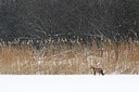 BUITEN BEELD Foto: 214006