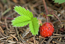 BUITEN BEELD Foto: 214069