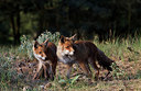 BUITEN BEELD Foto: 214099