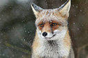 BUITEN BEELD Foto: 214102