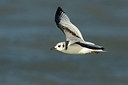 BUITEN BEELD Foto: 214113