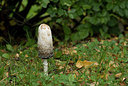 BUITEN BEELD Foto: 214228
