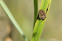 BUITEN BEELD Foto: 214229