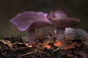 BUITEN BEELD Foto: 214261