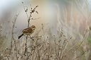 BUITEN BEELD Foto: 214320