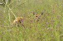 BUITEN BEELD Foto: 214406