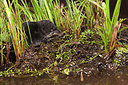 BUITEN BEELD Foto: 214477