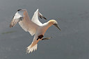 BUITEN BEELD Foto: 214526