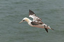BUITEN BEELD Foto: 214532