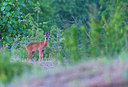 BUITEN BEELD Foto: 214582