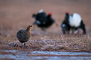 BUITEN BEELD Foto: 214673