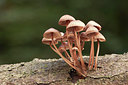 BUITEN BEELD Foto: 214746