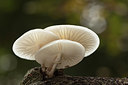 BUITEN BEELD Foto: 214753
