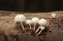 BUITEN BEELD Foto: 214755