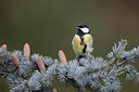 BUITEN BEELD Foto: 214774