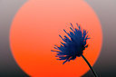 BUITEN BEELD Foto: 214798