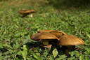 BUITEN BEELD Foto: 214829