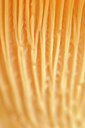 BUITEN BEELD Foto: 214832