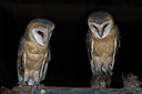 BUITEN BEELD Foto: 214874
