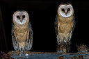 BUITEN BEELD Foto: 214875