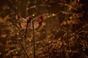 BUITEN BEELD Foto: 214924