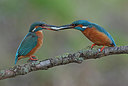 BUITEN BEELD Foto: 214978