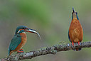 BUITEN BEELD Foto: 214979