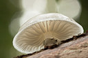 BUITEN BEELD Foto: 215152