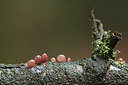 BUITEN BEELD Foto: 215160