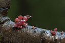 BUITEN BEELD Foto: 215161