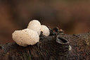 BUITEN BEELD Foto: 215164