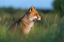 BUITEN BEELD Foto: 215247