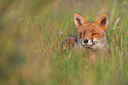 BUITEN BEELD Foto: 215259