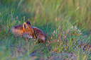 BUITEN BEELD Foto: 215260