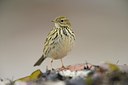 BUITEN BEELD Foto: 215292
