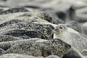 BUITEN BEELD Foto: 215347