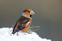 BUITEN BEELD Foto: 215349