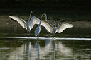 BUITEN BEELD Foto: 215411