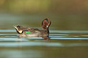 BUITEN BEELD Foto: 215434