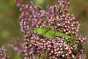 BUITEN BEELD Foto: 215500
