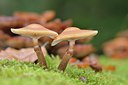 BUITEN BEELD Foto: 215527