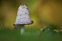 BUITEN BEELD Foto: 215528